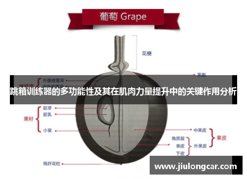 跳箱训练器的多功能性及其在肌肉力量提升中的关键作用分析